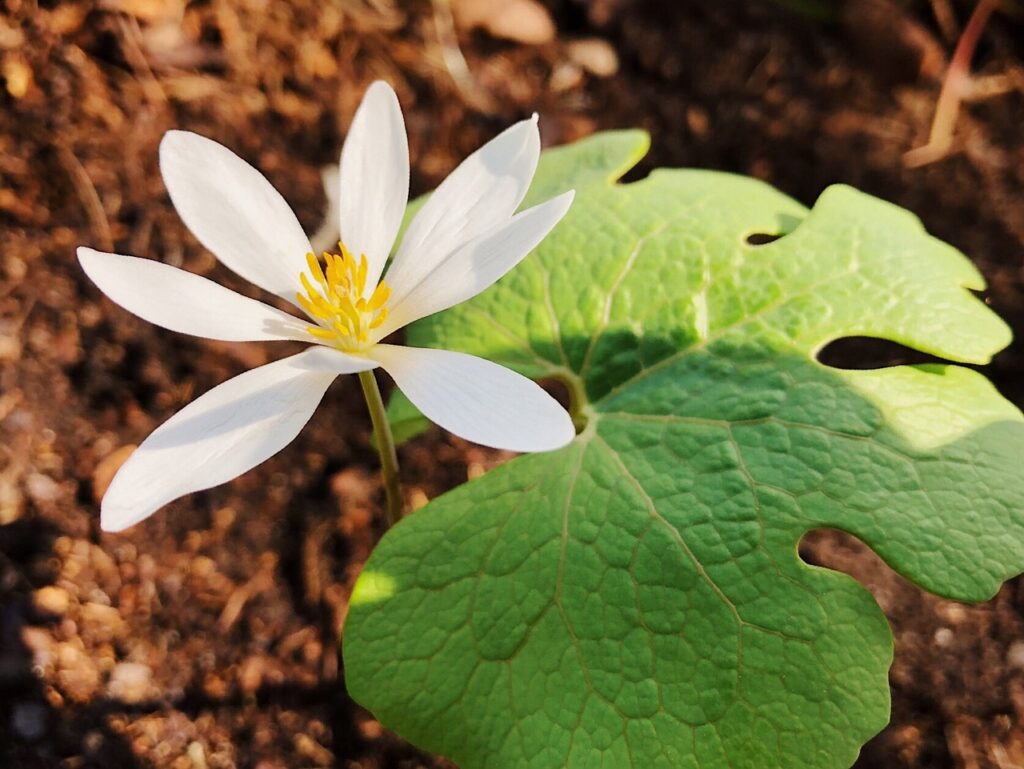 bloodroot, flower wallpaper, flower-4208746.jpg