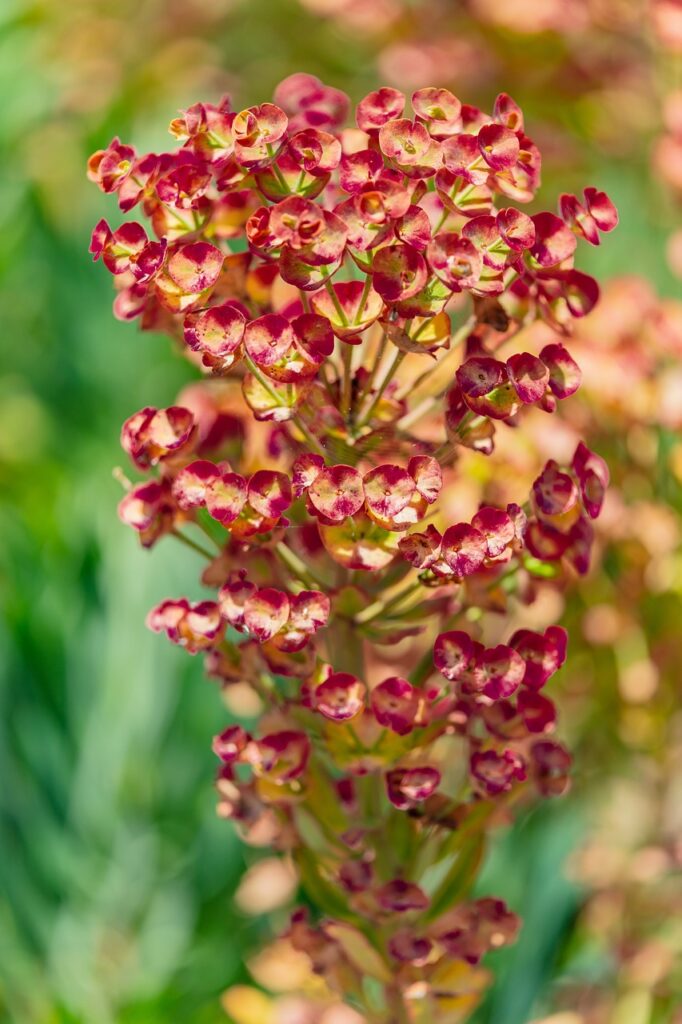 Pau d'arco flowers