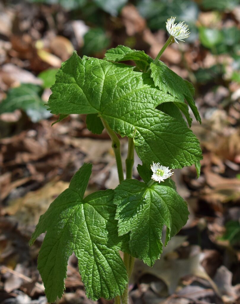 goldenseal, wildflower, flower-2225968.jpg