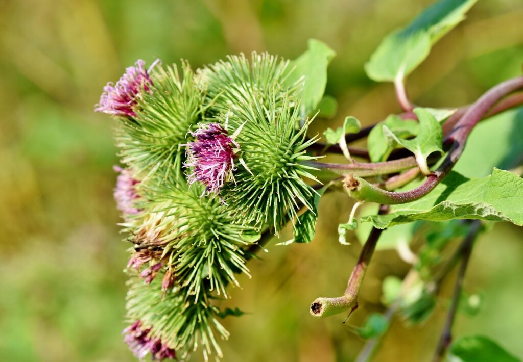 great burdock, burdock, arctium lappa-3589249.jpg