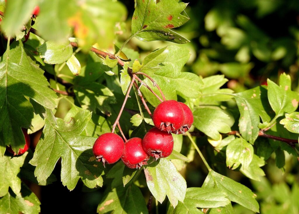 hawthorn, hawthorn fruit, red fruit-3691775.jpg