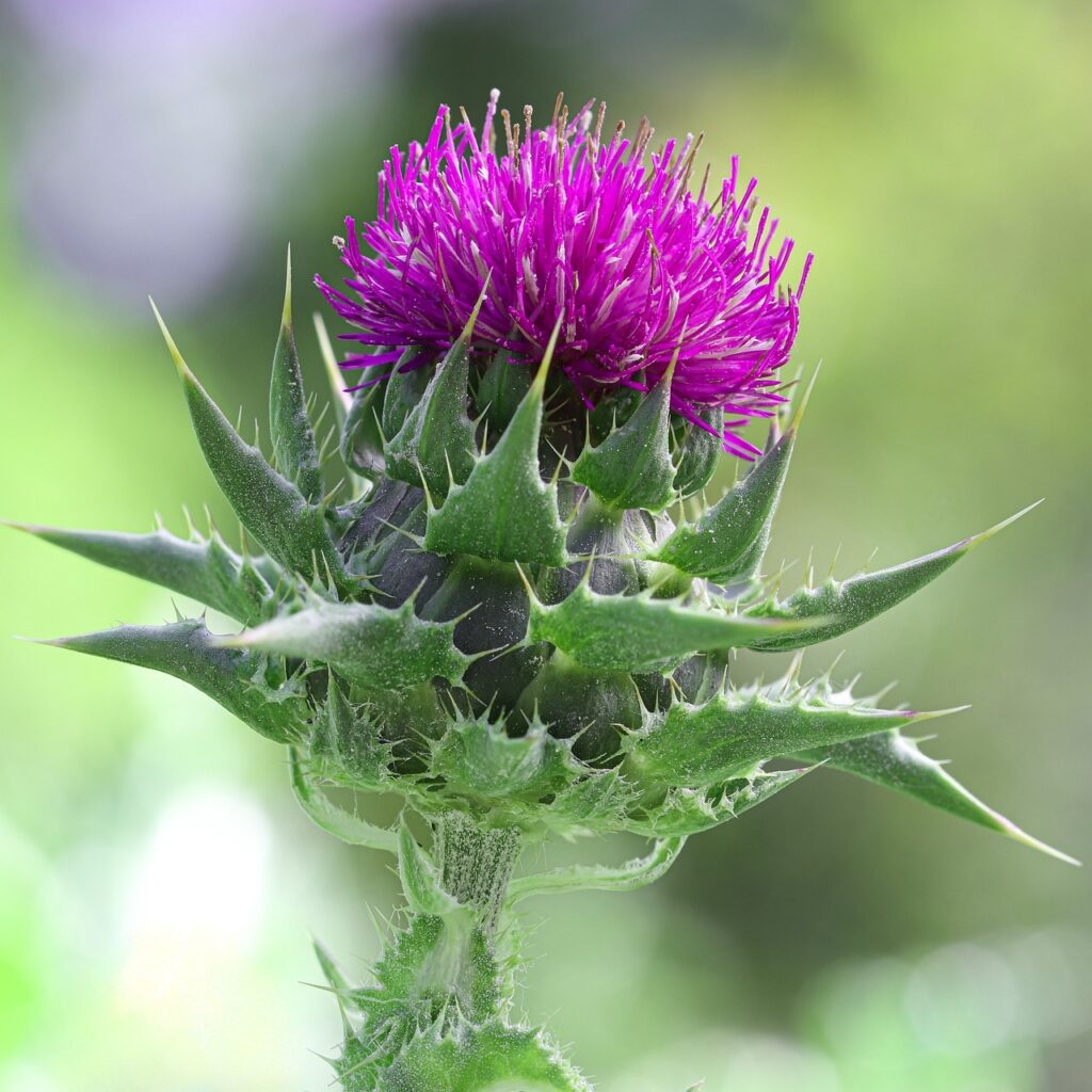 knapweed, milk thistle, silybum marianum-7229776.jpg