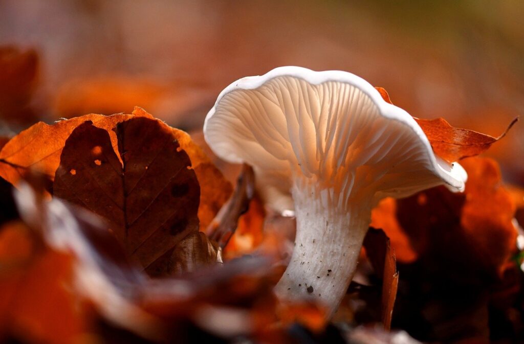 Maitake mushroom