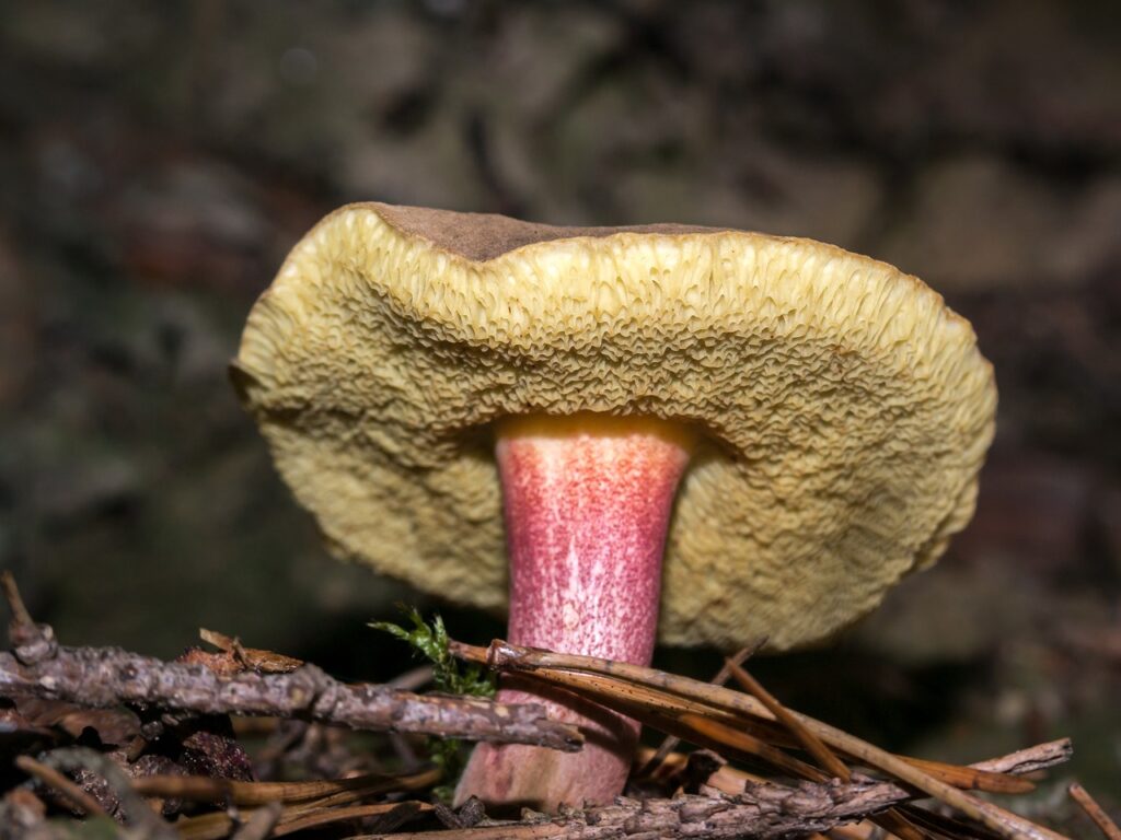 Reishi mushroom