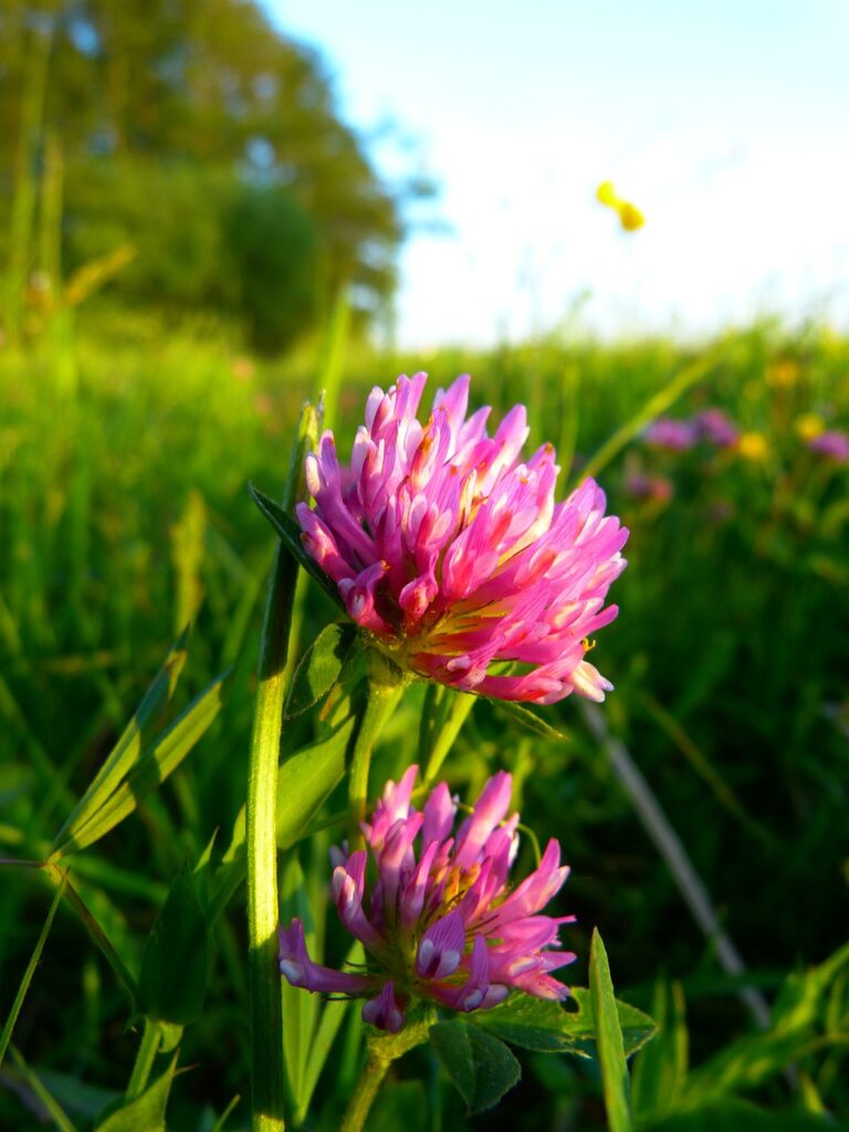 red clover, clover, clover blossom-522957.jpg