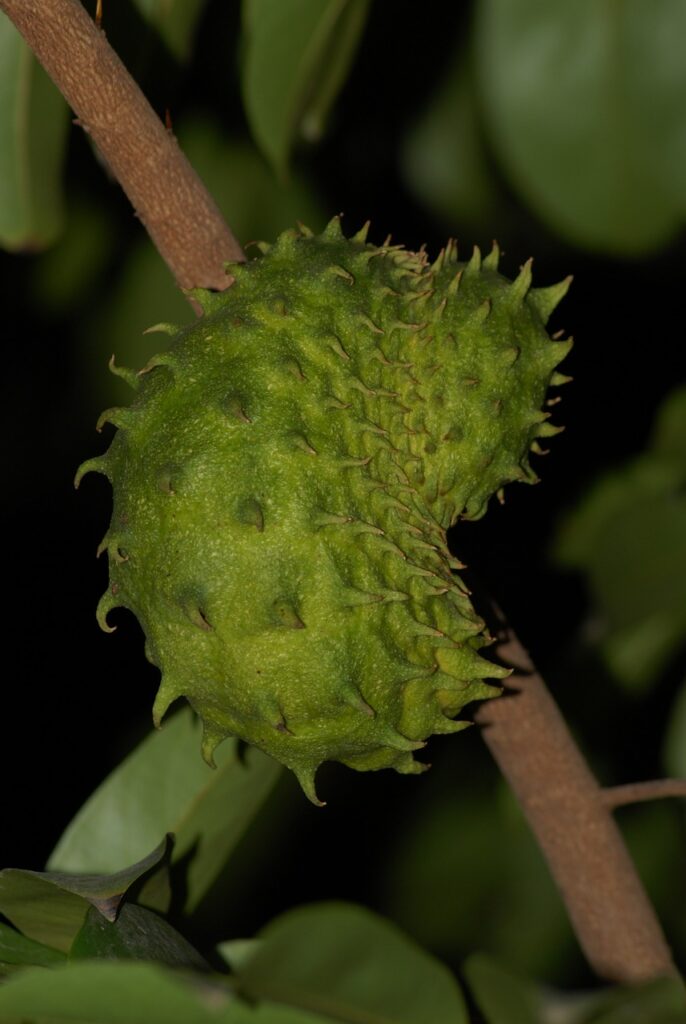 soursop, fruit, nature-2837863.jpg