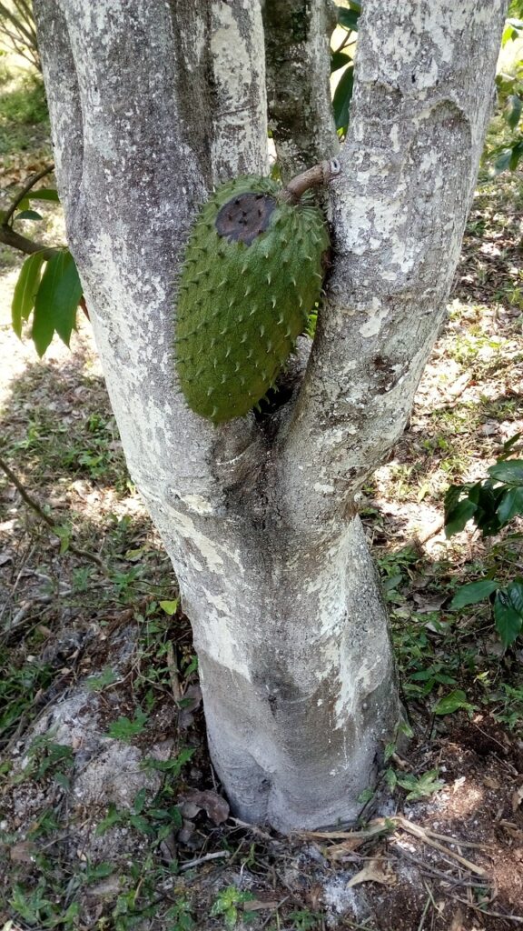 soursop, tree, fruit-5996082.jpg