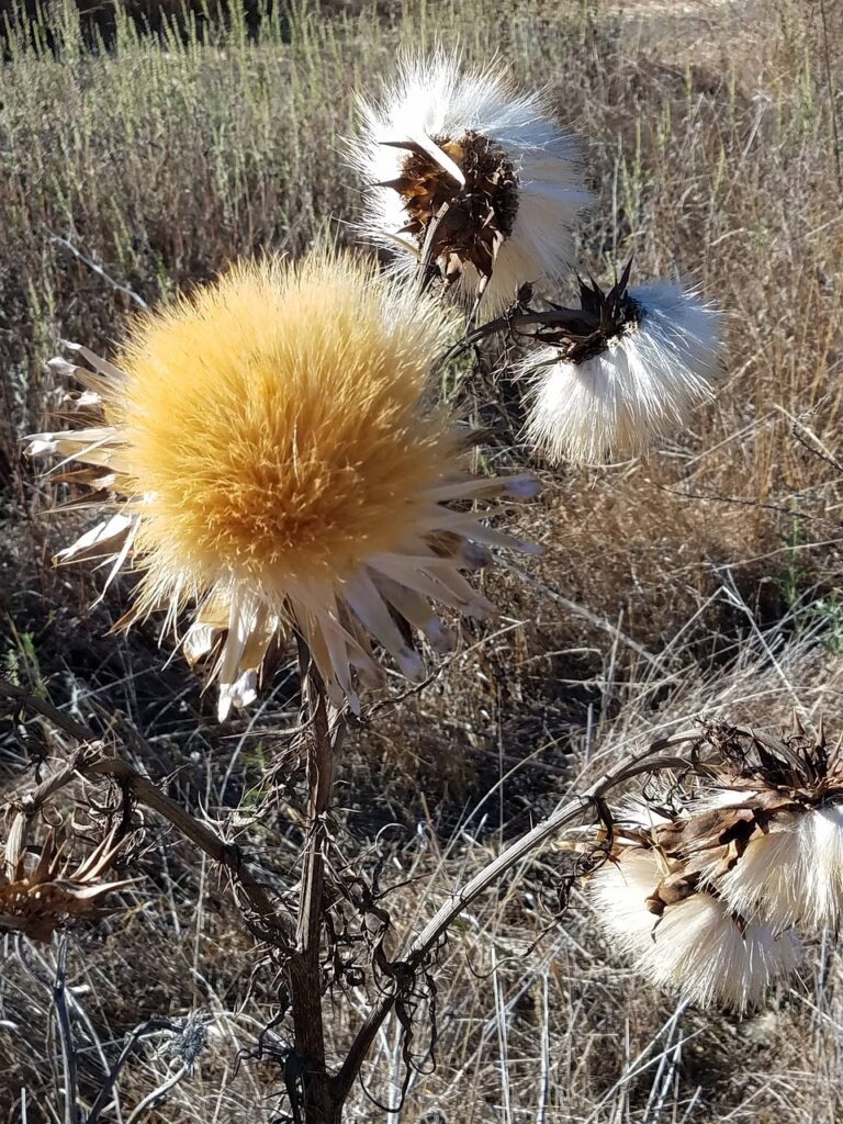 thistle, chaparral, flower background-4585931.jpg