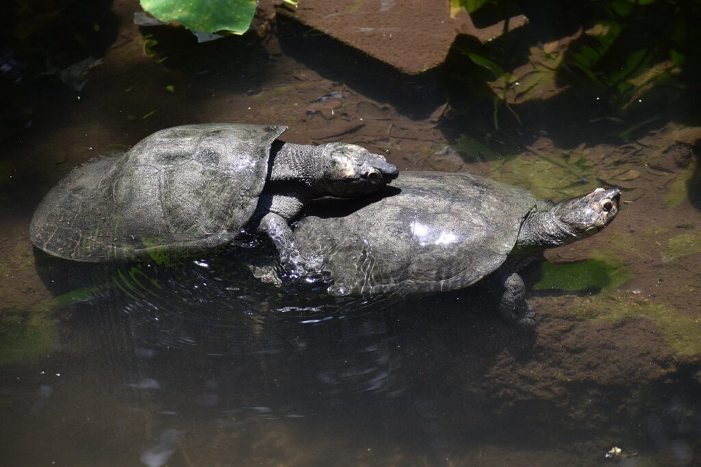 turtles, reptiles, mating-6397127.jpg