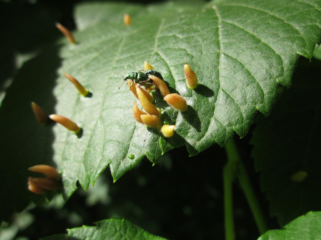 ulmus glabra, wych elm, nature-848679.jpg