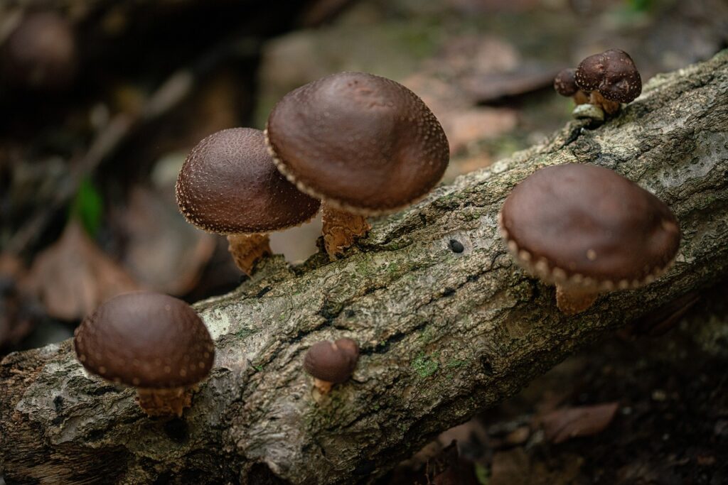 wild shiitake mushroom, mountain, food-4836310.jpg